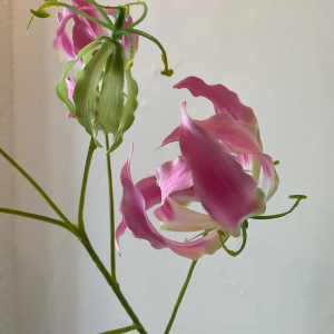 Gloriosa tak roze 75 cm