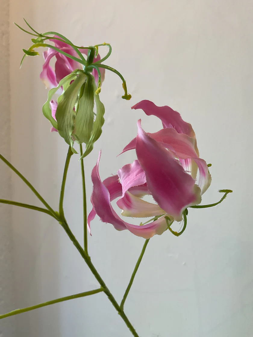 Gloriosa tak roze 75 cm