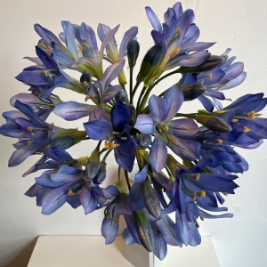 Agapanthus blauw 75 cm