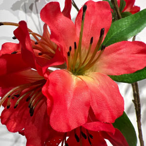 Agapanthus rood 75 cm