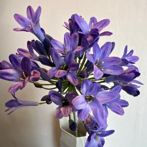 Agapanthus paars 75 cm