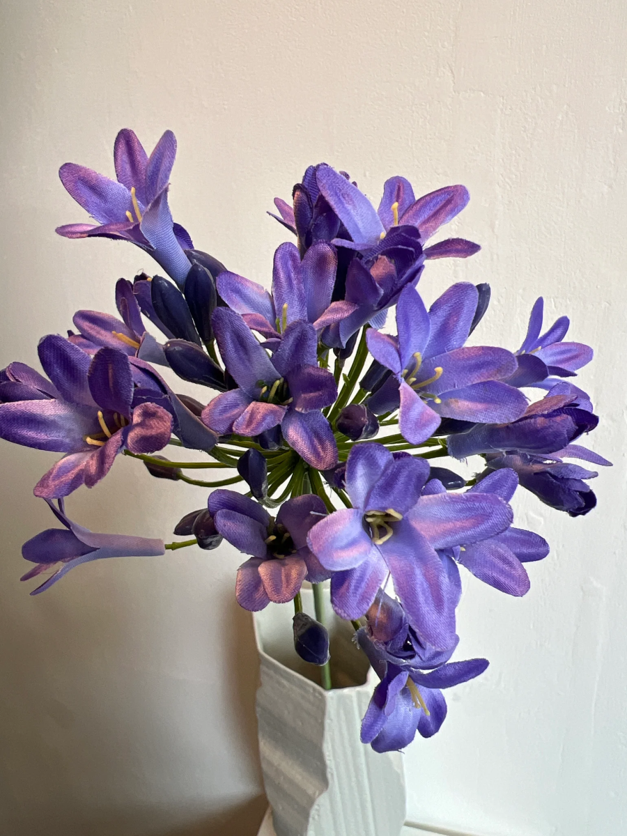 Agapanthus paars 75 cm