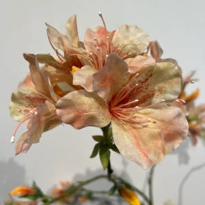 Agapanthus oranje 75 cm